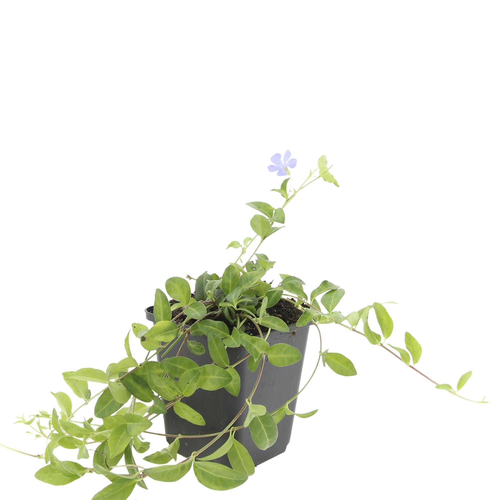 48x Vinca mineure 'La Grave' - ↕10-25cm - Ø9cm