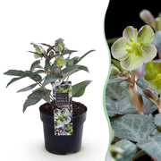 Lenten Rose Helleborus sternii Silver Dollar - Groene  Bloem -1 Plant - Groenblijvend - Pot 14cm Hoogte 35cm