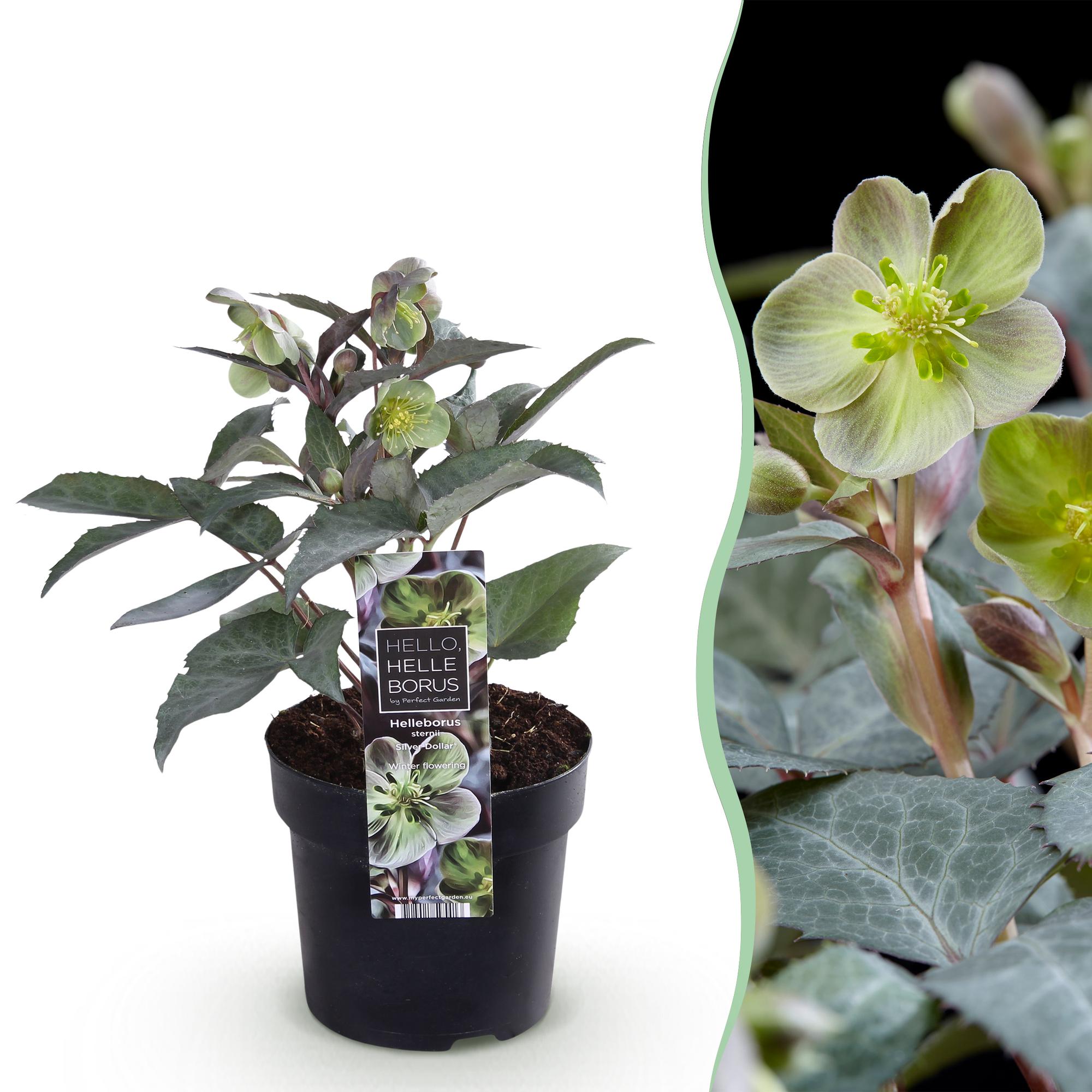 Lenten Rose Helleborus sternii Silver Dollar - Groene  Bloem -1 Plant - Groenblijvend - Pot 14cm Hoogte 35cm