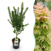Acer palmatum Koto Hime - Japanse Esdoorn - Bladverliezend - Groen - 1 - Pot 26cm - Hoogte 90cm