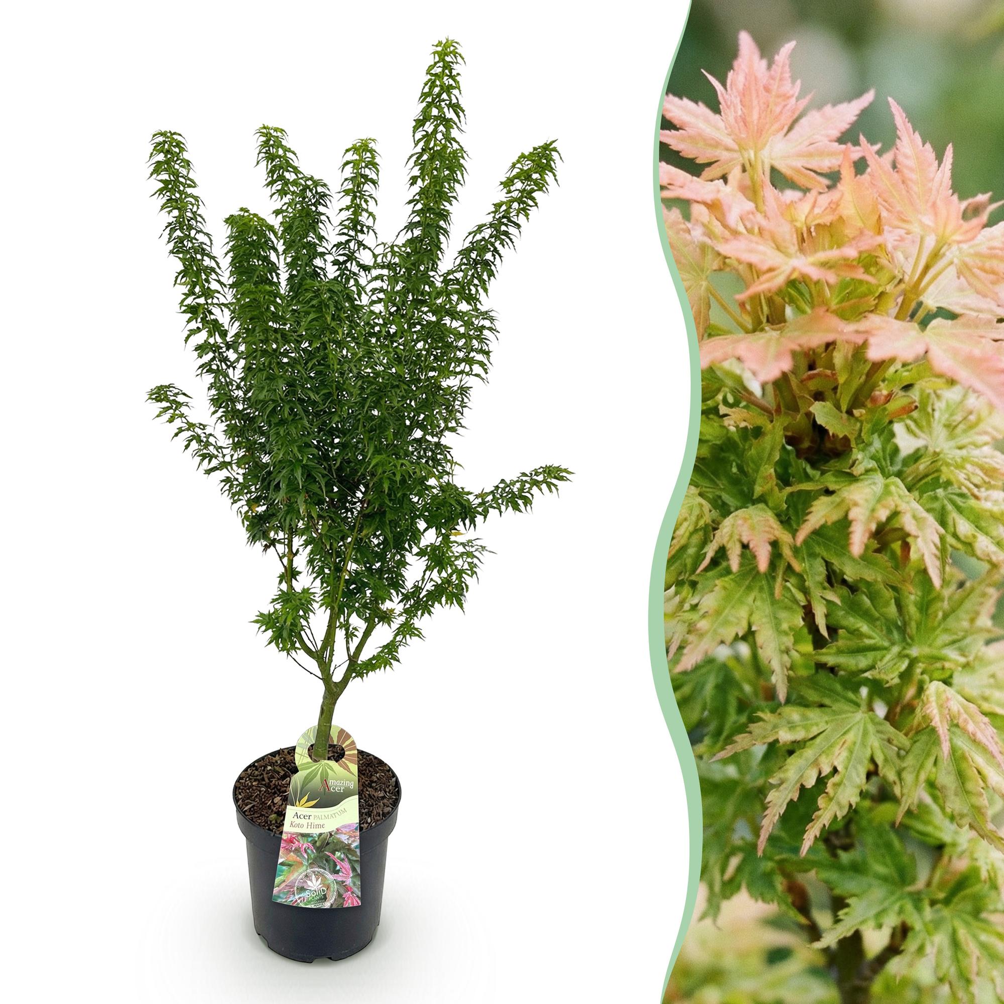 Acer palmatum Koto Hime - Japanse Esdoorn - Bladverliezend - Groen - 1 - Pot 26cm - Hoogte 90cm