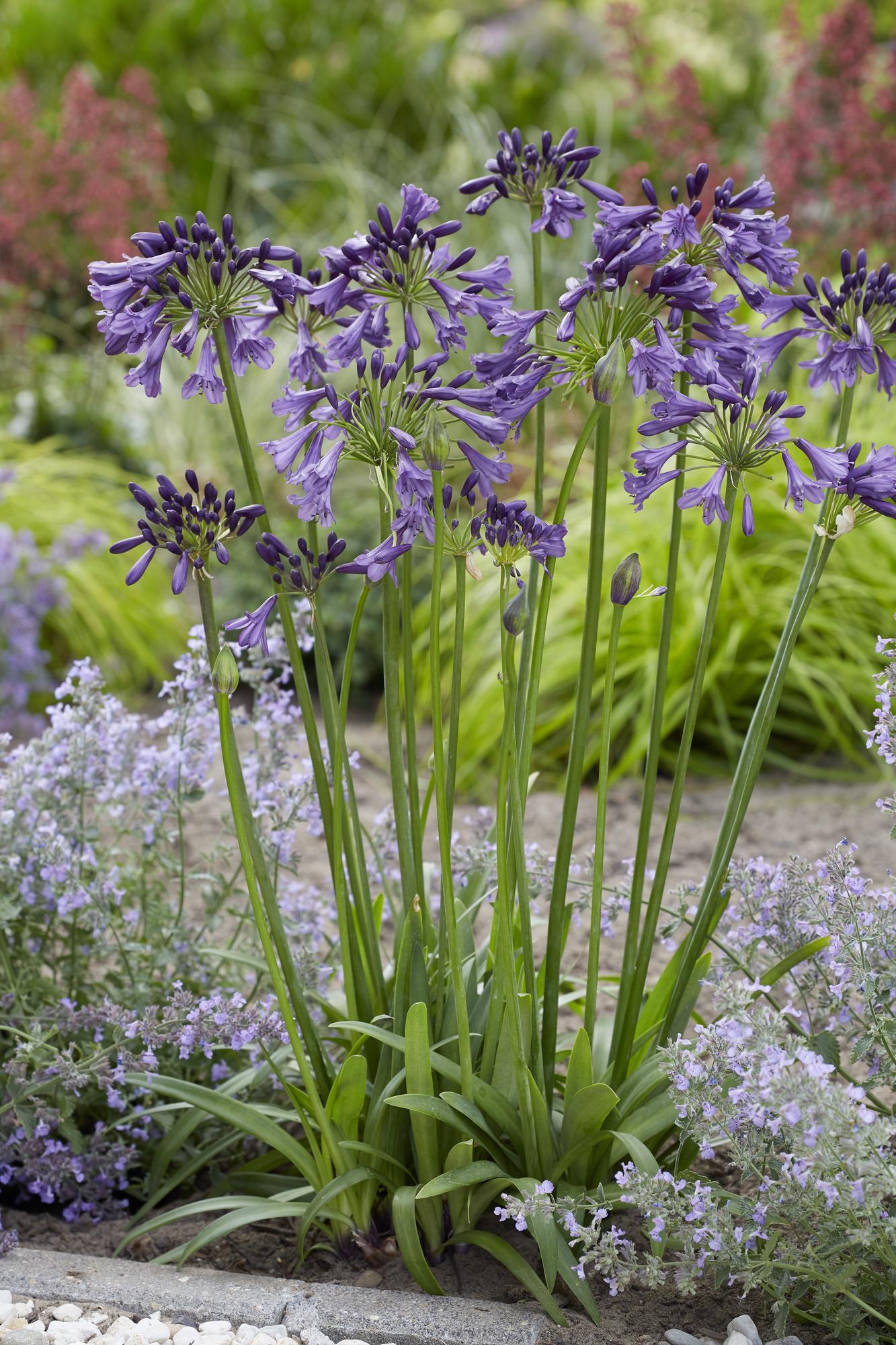 Agapanto 'Poppin Purple' - Ø19 cm - ↕30 cm