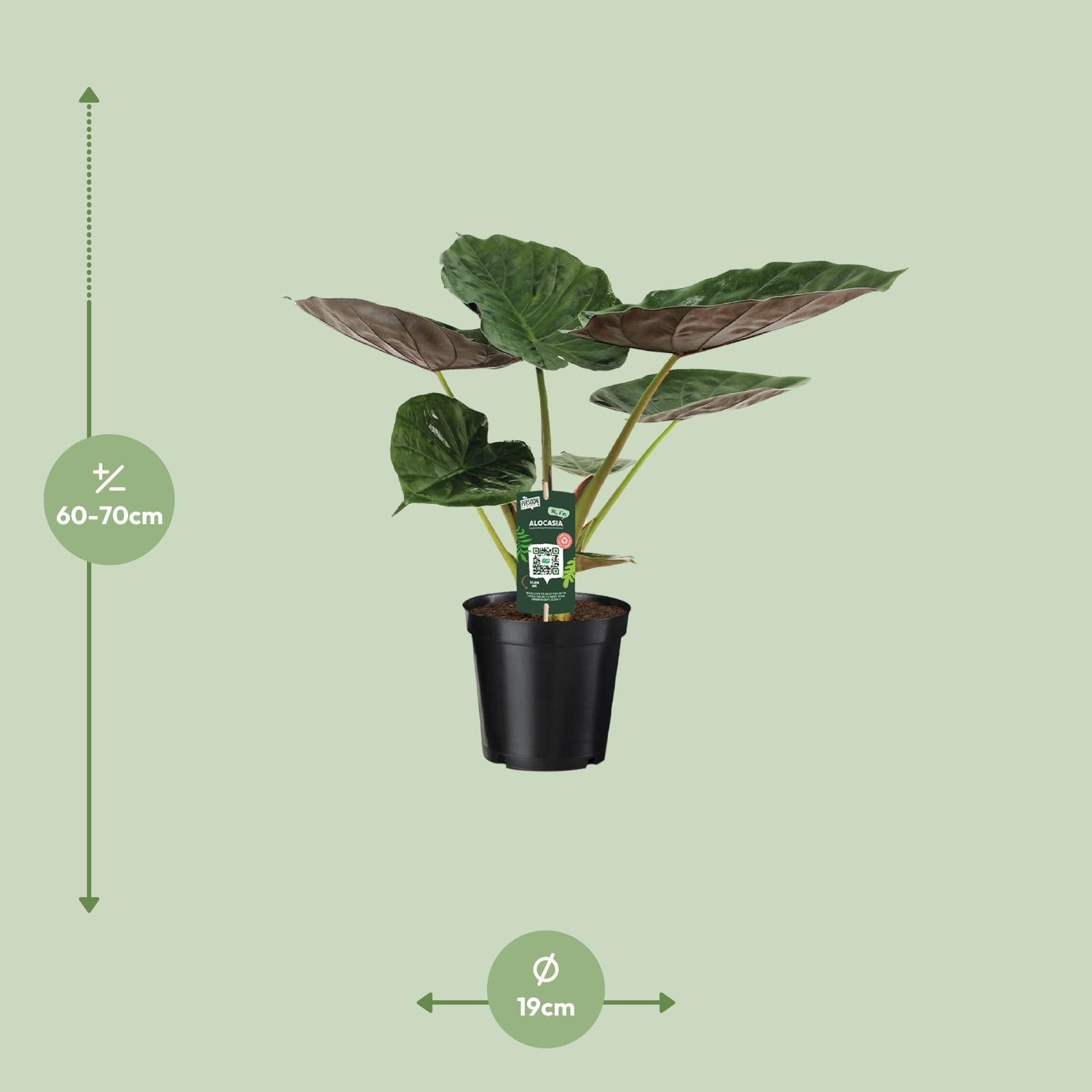Alocasia Wentii – Elefantenohr – Ø 19 cm – ↕ 70 cm