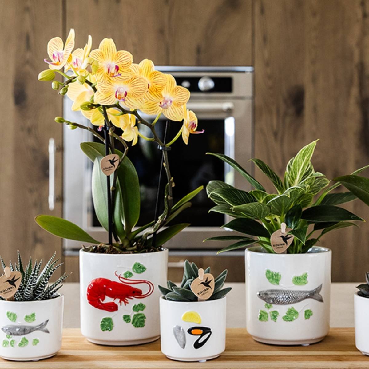Kolibri Orchids | Combi Deal - 4 Gele Phalaenopsis Orchideeën Blossom Lima - Ø9 cm