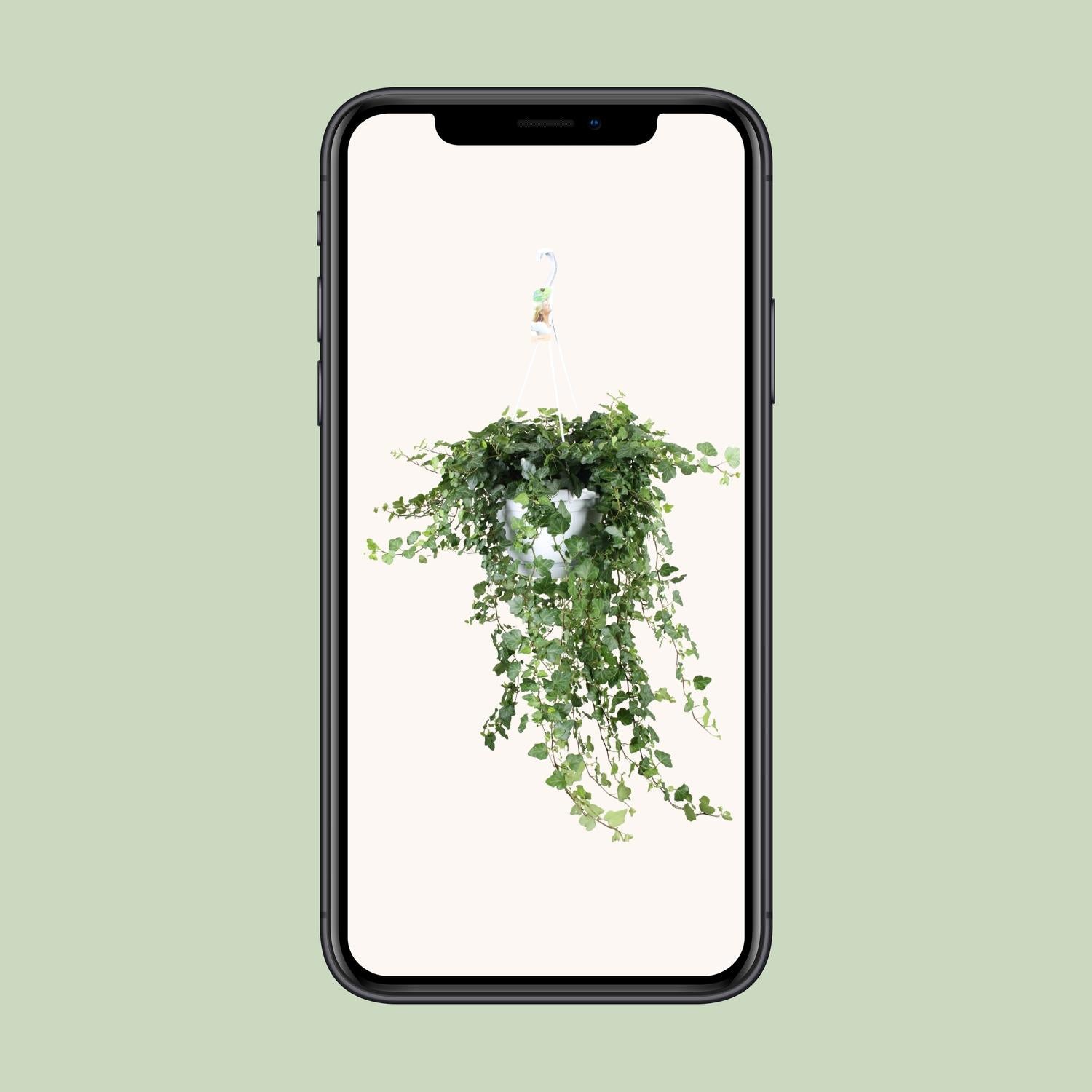 Hedera Wonder Verde - Ø24cm - ↕70cm - Ø24 - ↨70cm