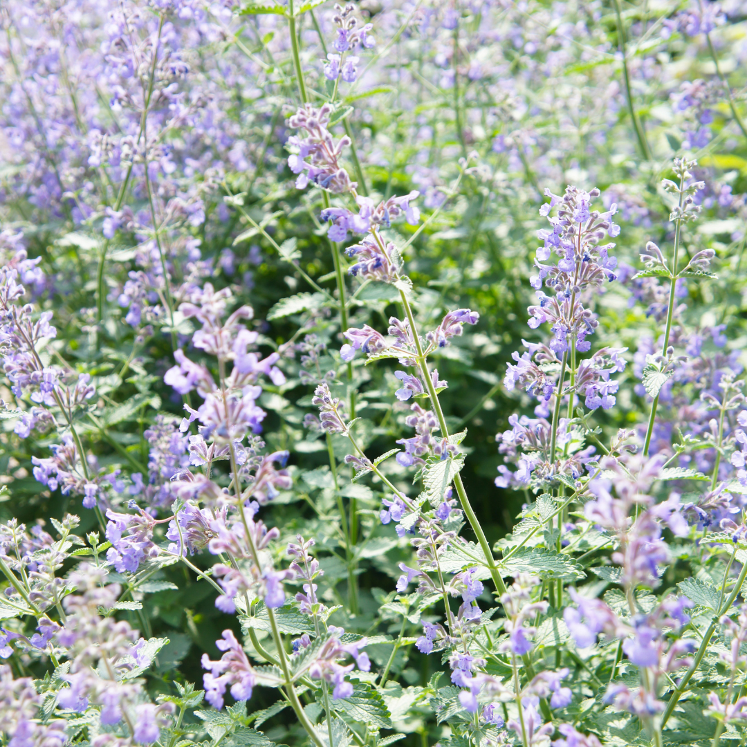 12x Nepeta faassenii - ↕10-25cm - Ø9cm