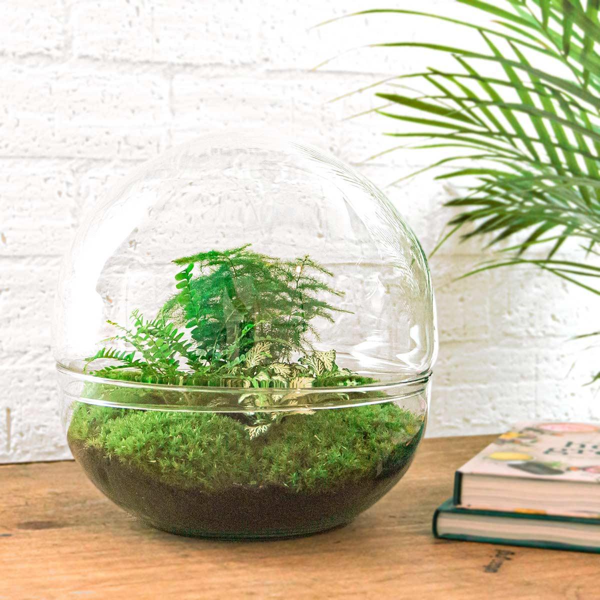 DIY terrarium - Dome XL - ↕ 30 cm - Rake + Shovel + Tweezer