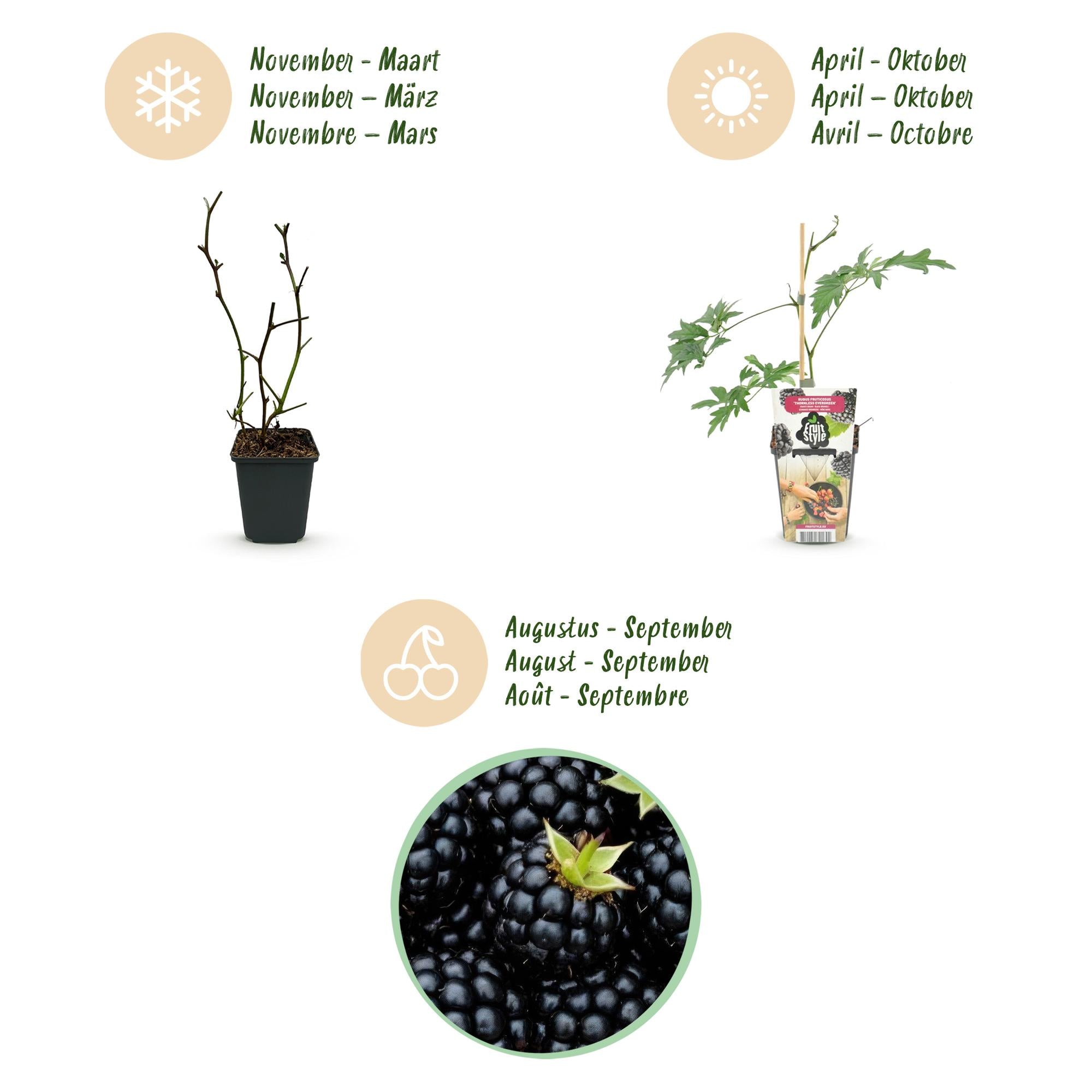 Groenblijvende Braam - Rubus Thornless Evergreen - Winterhard - 3 Planten - Pot 9 cm - Zwarte Braam