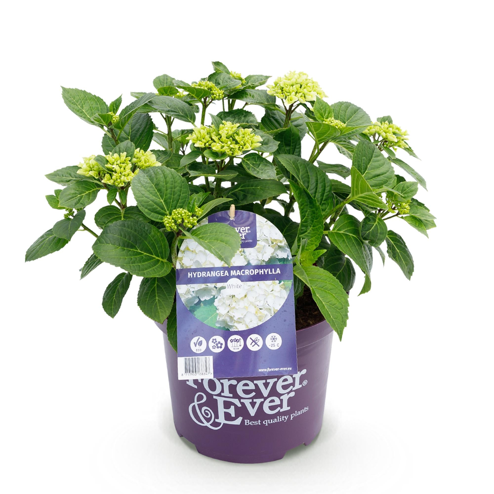 Green boutiQ - Pianta da patio - Ortensia - Hydrangea Forever & Ever - Bianca - 7-12 fiori - Vaso 23 cm Altezza 55 cm