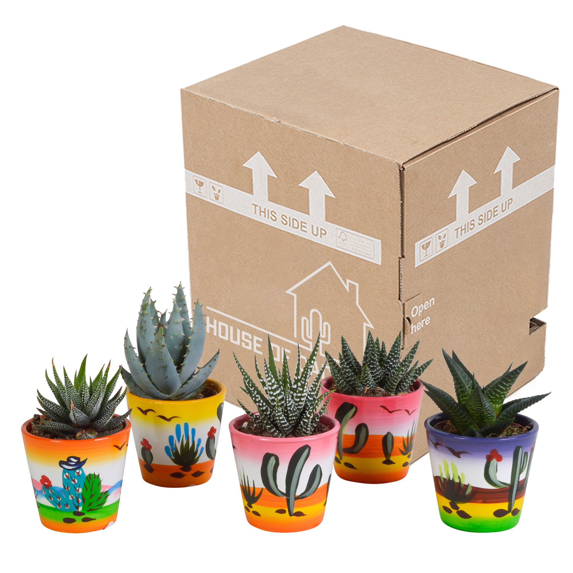 Gasteria/Haworthia mix 5,5cm - 5x - in Mexicaanse pot