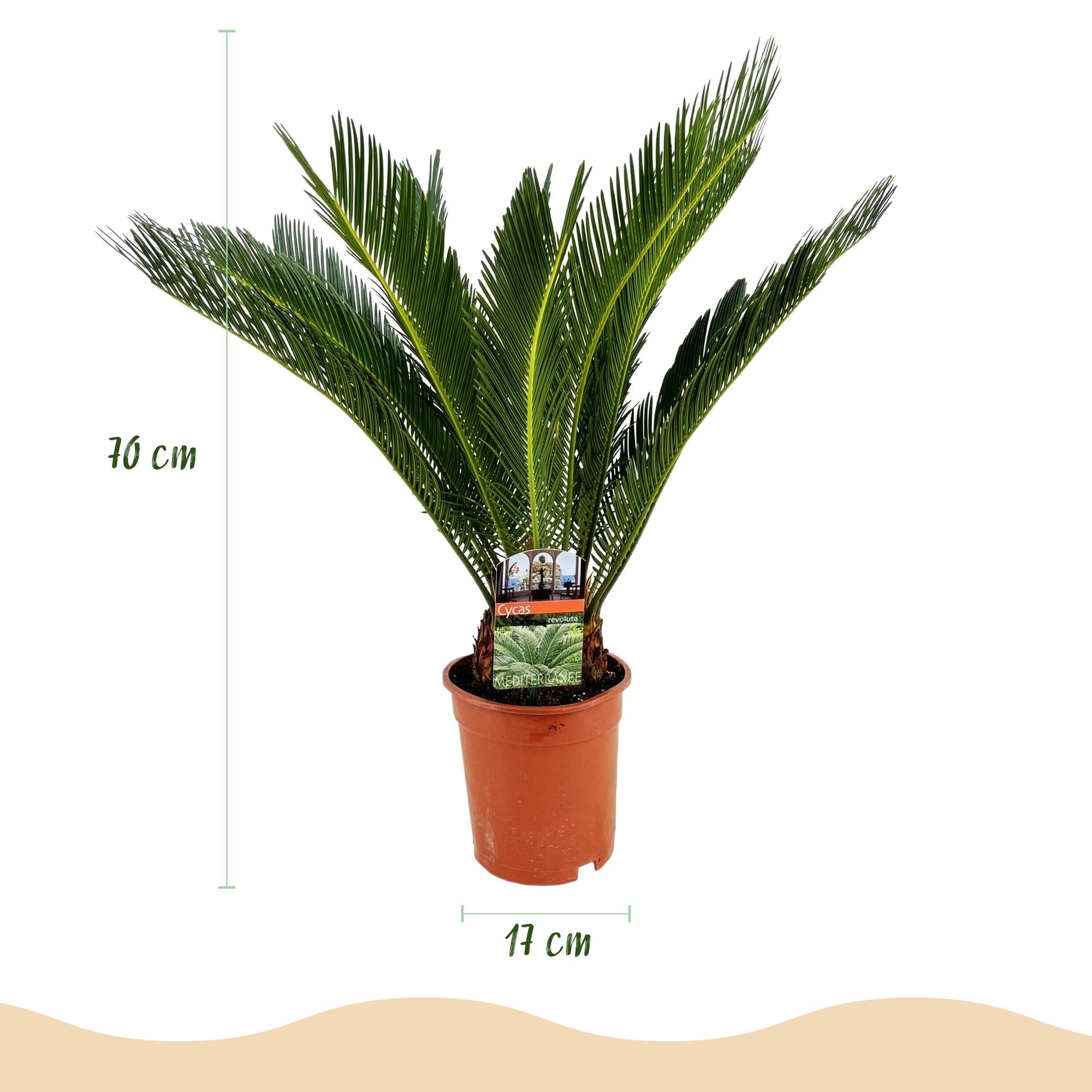 Cycas revoluta - Palmvaren - Weinig onderhoud - Groen - 2 - Pot 17cm - Hoogte 70cm