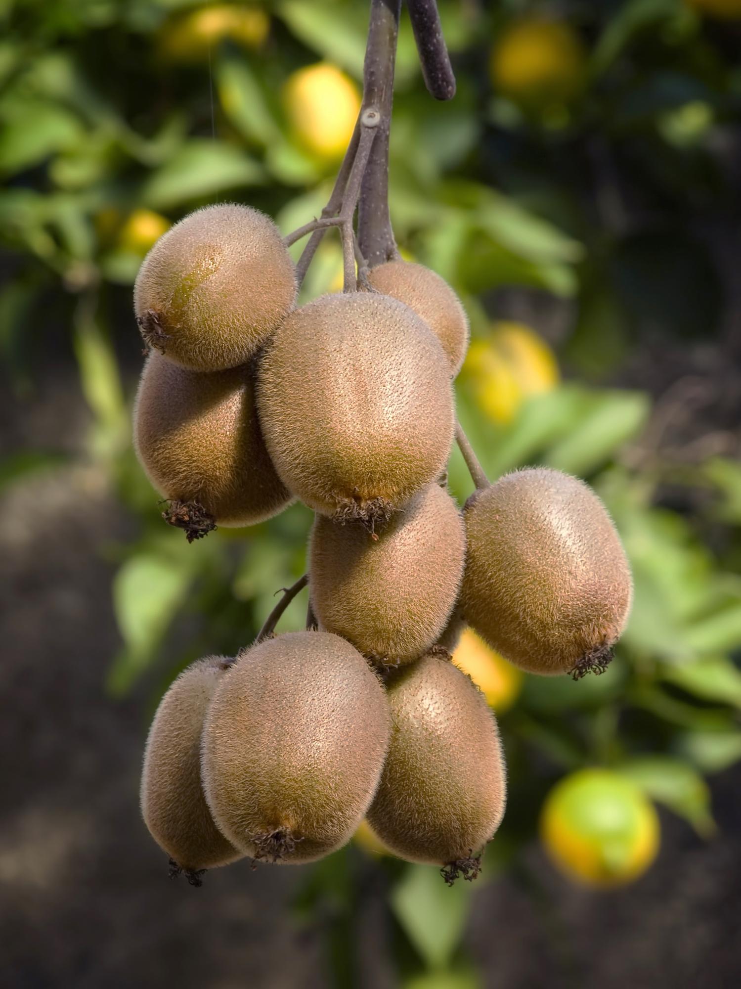 Actinidia delciosioa 'Jenny' - Kiwi - Ø13cm - ↕45cm