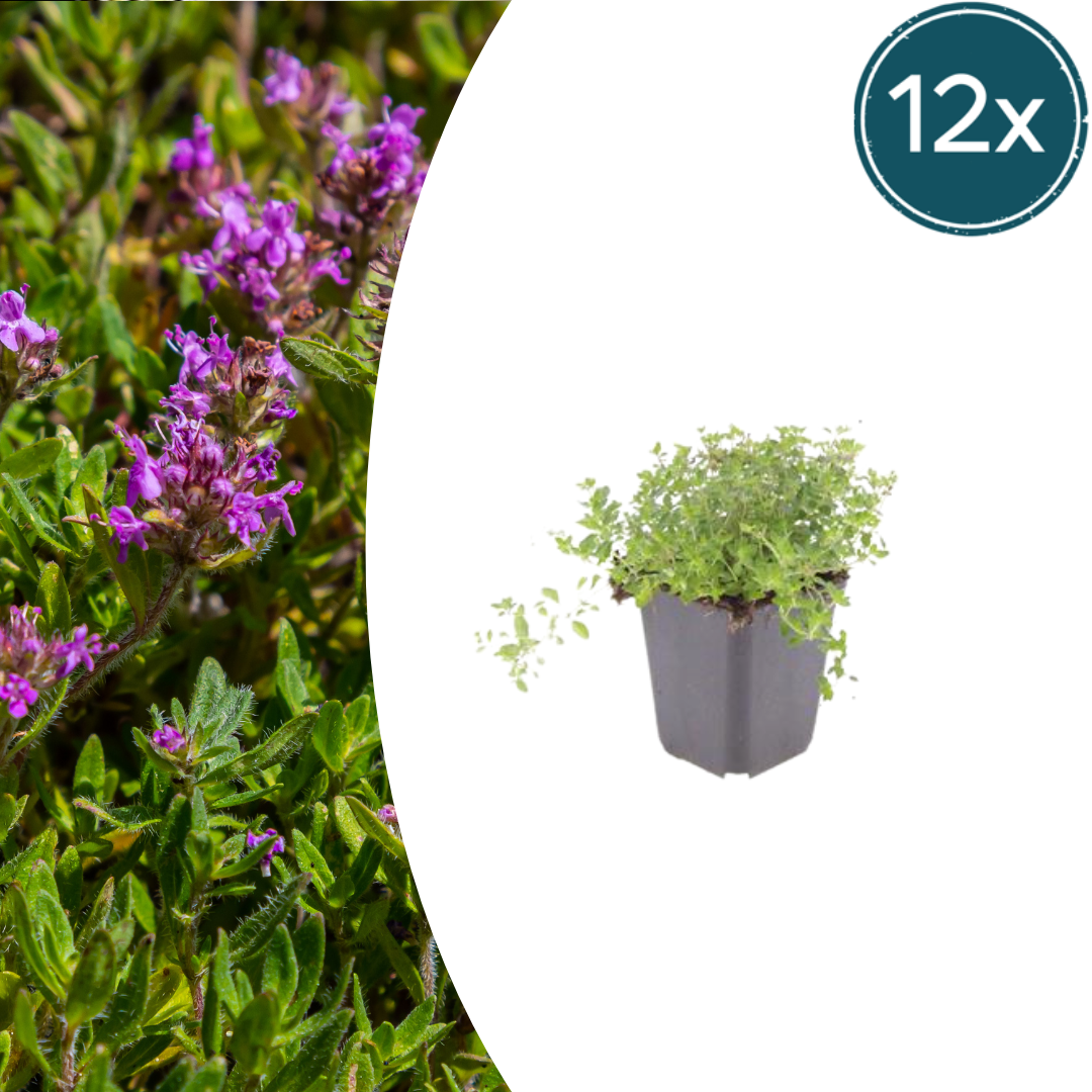 12x thymus serpyllum - ↕10-25cm - Ø9cm