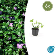 6x Vinca major - ↕10-25cm - Ø9cm