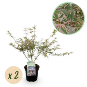 Green boutiQ - Terrassenpflanze - Japanischer Ahorn - Acer palmatum Iyoshi - Rosa - 2 Pflanzen - Laubabwerfend - Topf 19cm Höhe 70cm