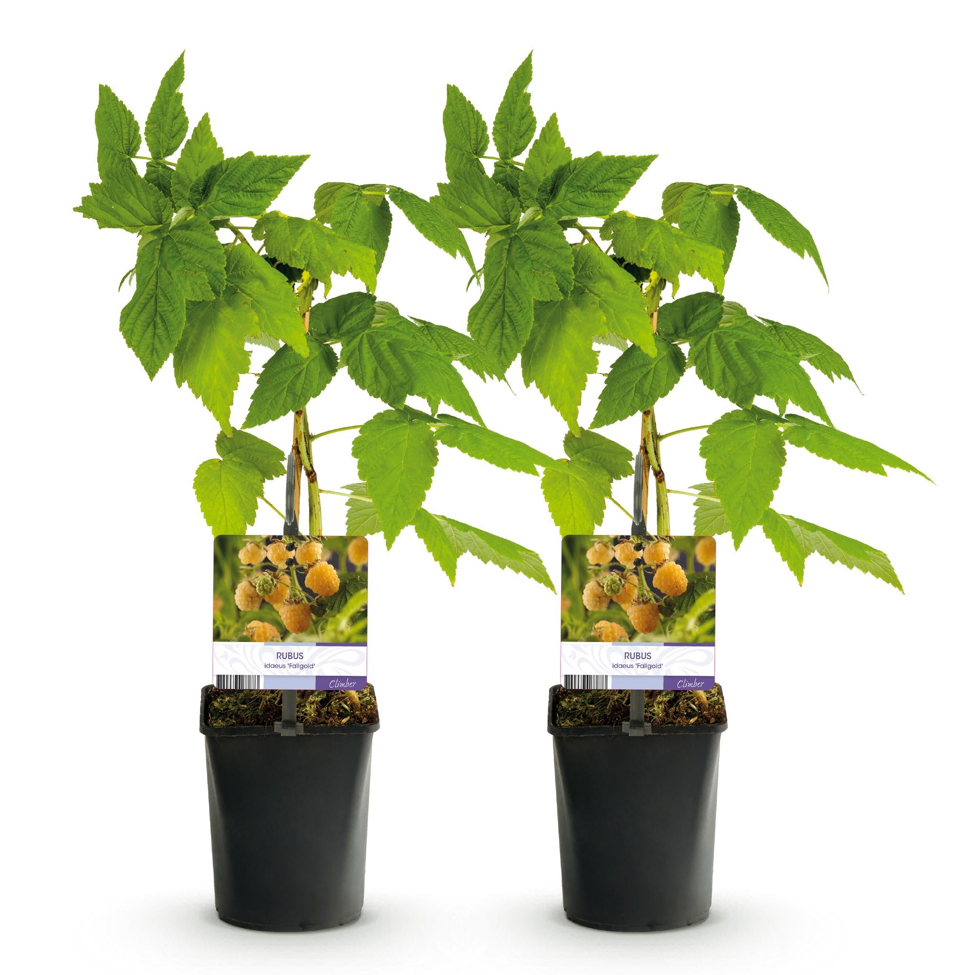 Green boutiQ - Pianta da frutto - Lampone - Rubus idaeus Fallgold - Lampone giallo - 2 piante - Vaso 11 cm Altezza 40 cm