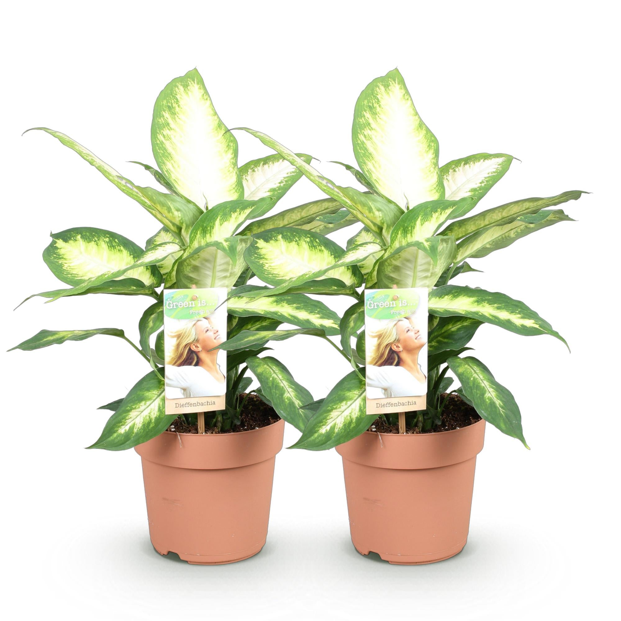 Diefenbachia Camilla - Weinig onderhoud - Groen - 2 Planten - Pot 17cm - Hoogte 45-50cm
