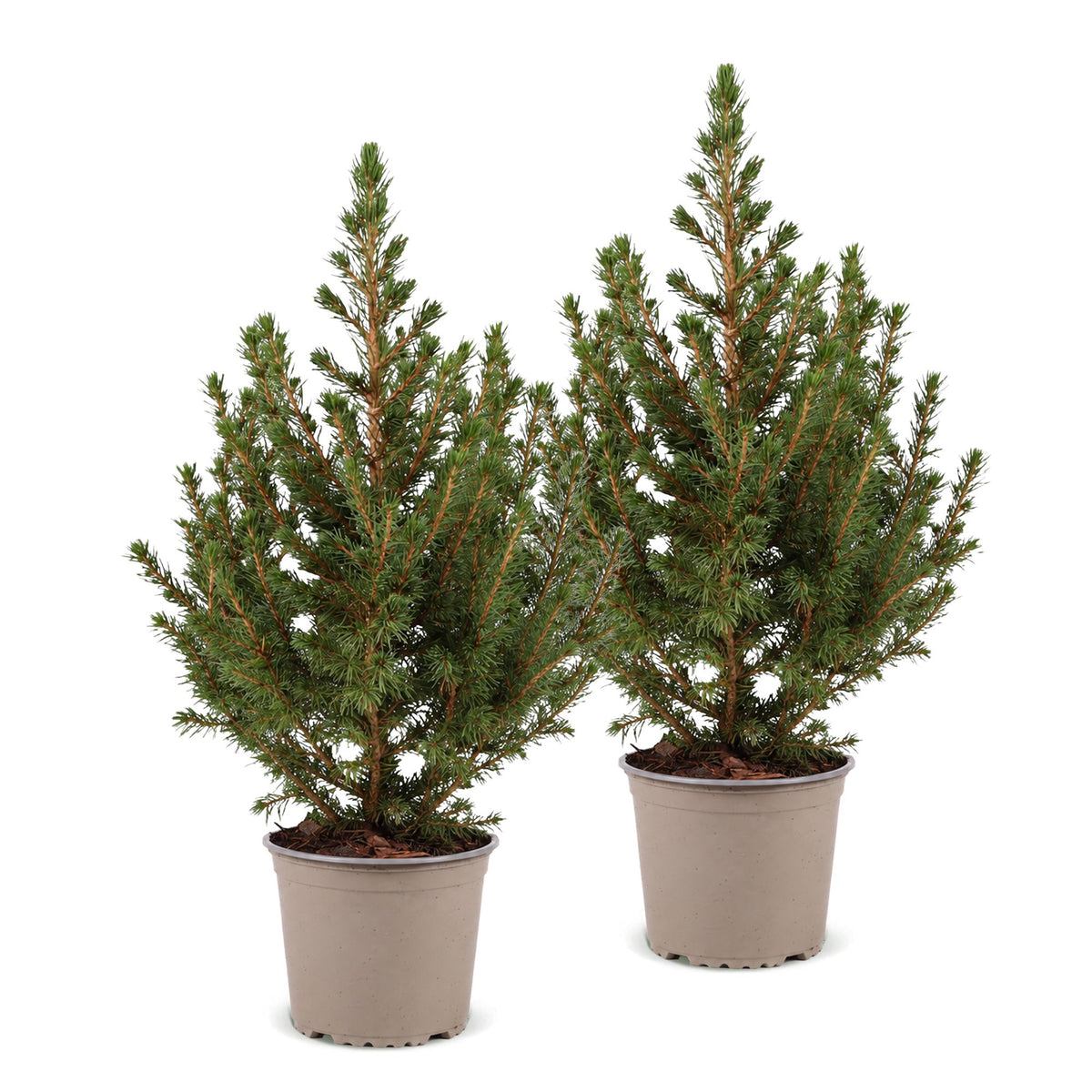 Picea glauca Conica - 2x Kegelspar - Groen - Kerstboom - Ø13cm - ↕45cm