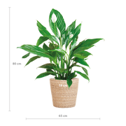 Spathiphyllum met Mand Sofia naturel - 80cm - Ø21