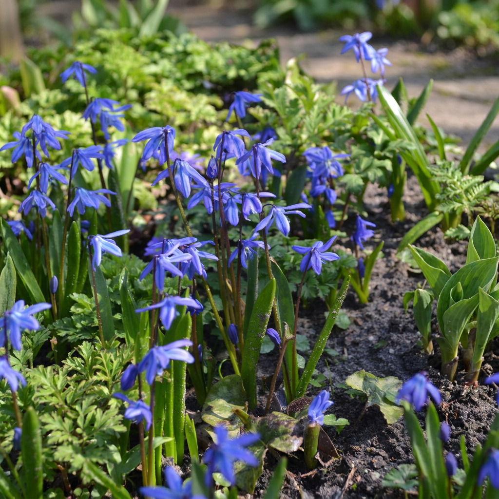 200x Scilla Siberica - Bloembollen - Siberische sterhyacint - Blauw - Verwilderingsbol - Bolmaat 7/8