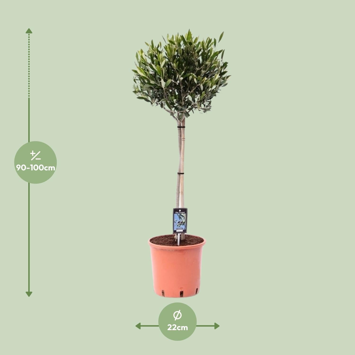Olea Olivo - Ø22cm - ↕100cm