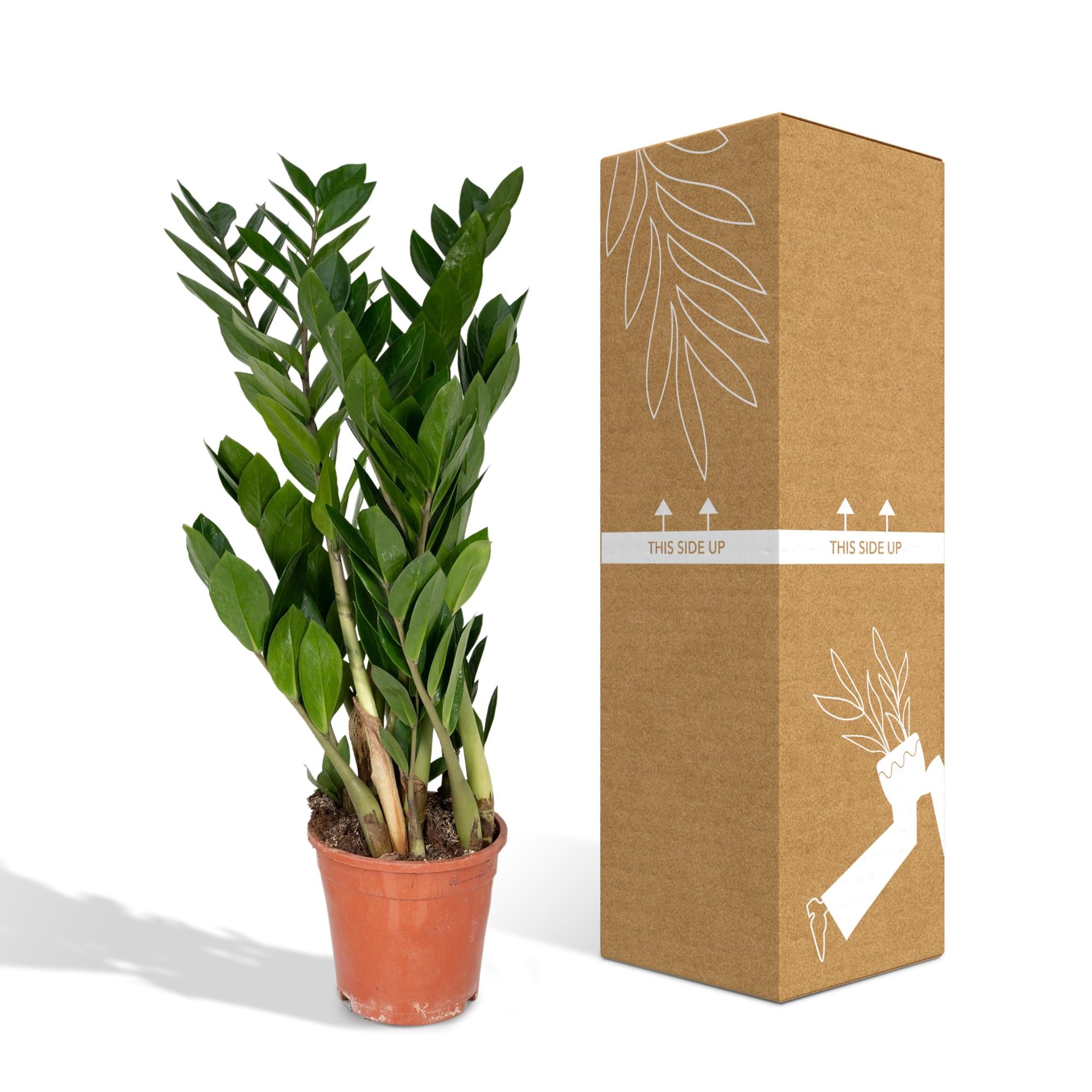 Zamioculcas Zamiifolia - Ø17 cm - ↕70 cm