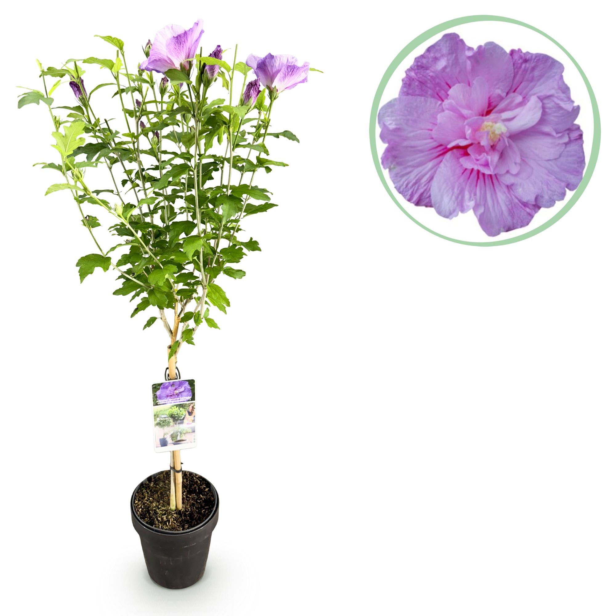 Green boutiQ - Pianta su stelo - Hibiscus syriacus Lavendor Chiffon® - Pianta da patio - Decidua - Resistente all'inverno - Fiore viola - Vaso 19 cm Altezza 90 cm