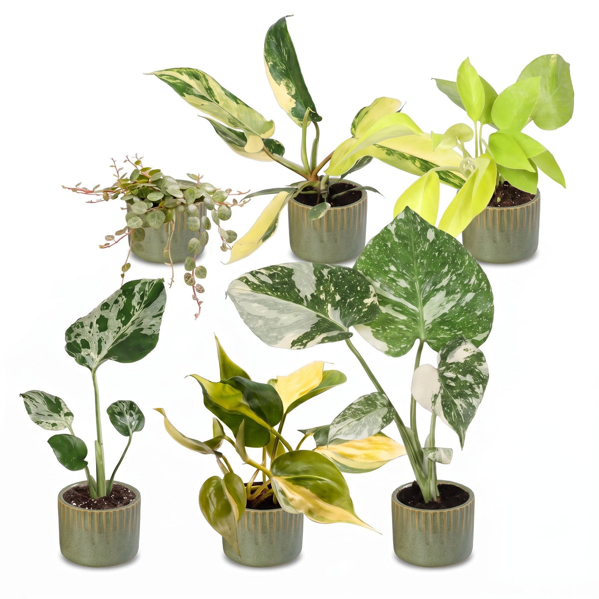 Baby Planten Tropical Mix - Diversen 6x - Tropisch - incl. Linnea Olive - Ø6cm - ↕10-15cm