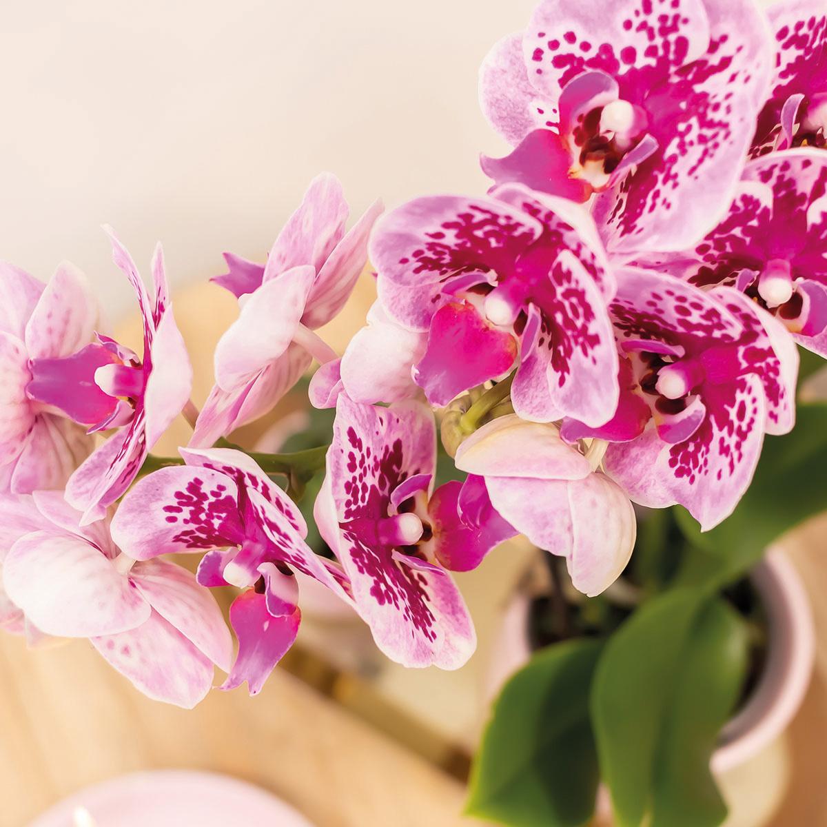 Kolibri Orchids | Roze paarse phalaenopsis orchidee potmaat Ø9cm | El Salvador | bloeiende kamerplant - vers van de kweker