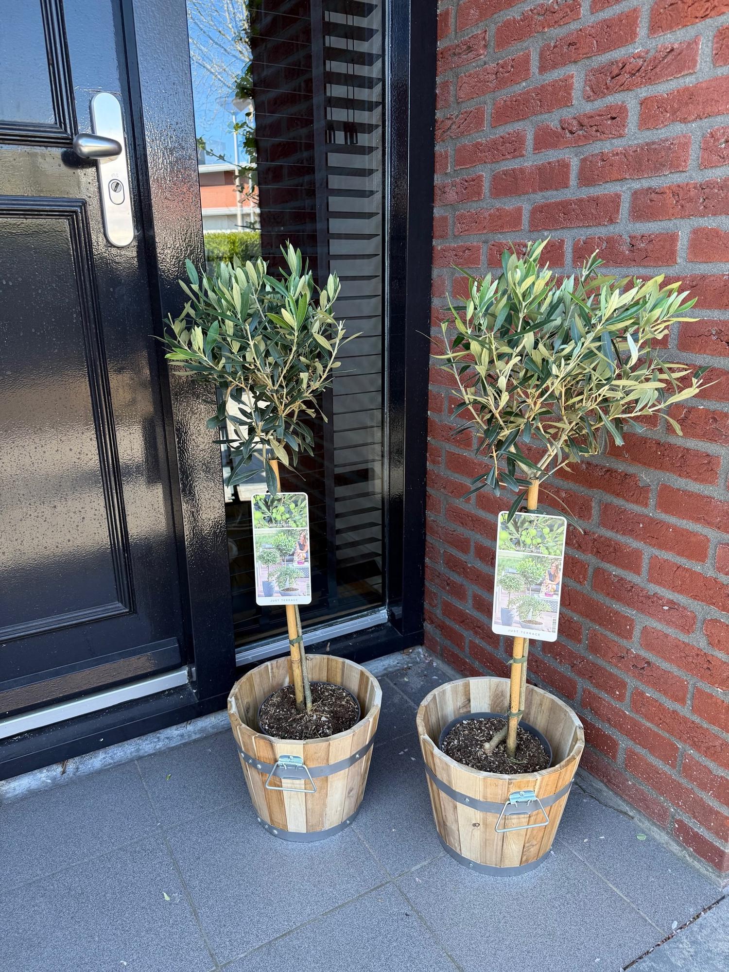 Olea Europaea - Terras Plant - Bladhoudend - Winterhard - Olijfgroen Blad - Pot 19cm Hoogte 90cm