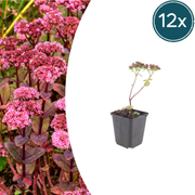 12x Sedum 'Matrona' - ↕10-25cm - Ø9cm