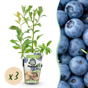 Blauwe Bes - Vaccinium corymbossum Bluegold - Winterhard - 3 Planten - Pot 9 cm - Blauwe Bes