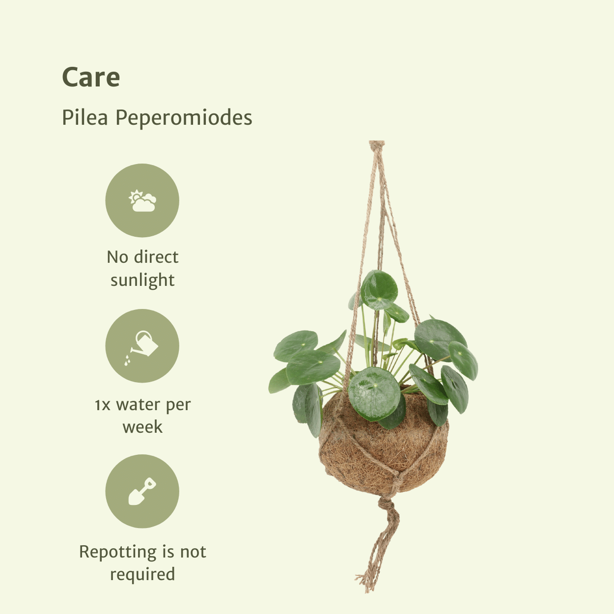 2x Kokodama Pilea Peperomiodes - Planta de panqueque - 20 cm - ø15