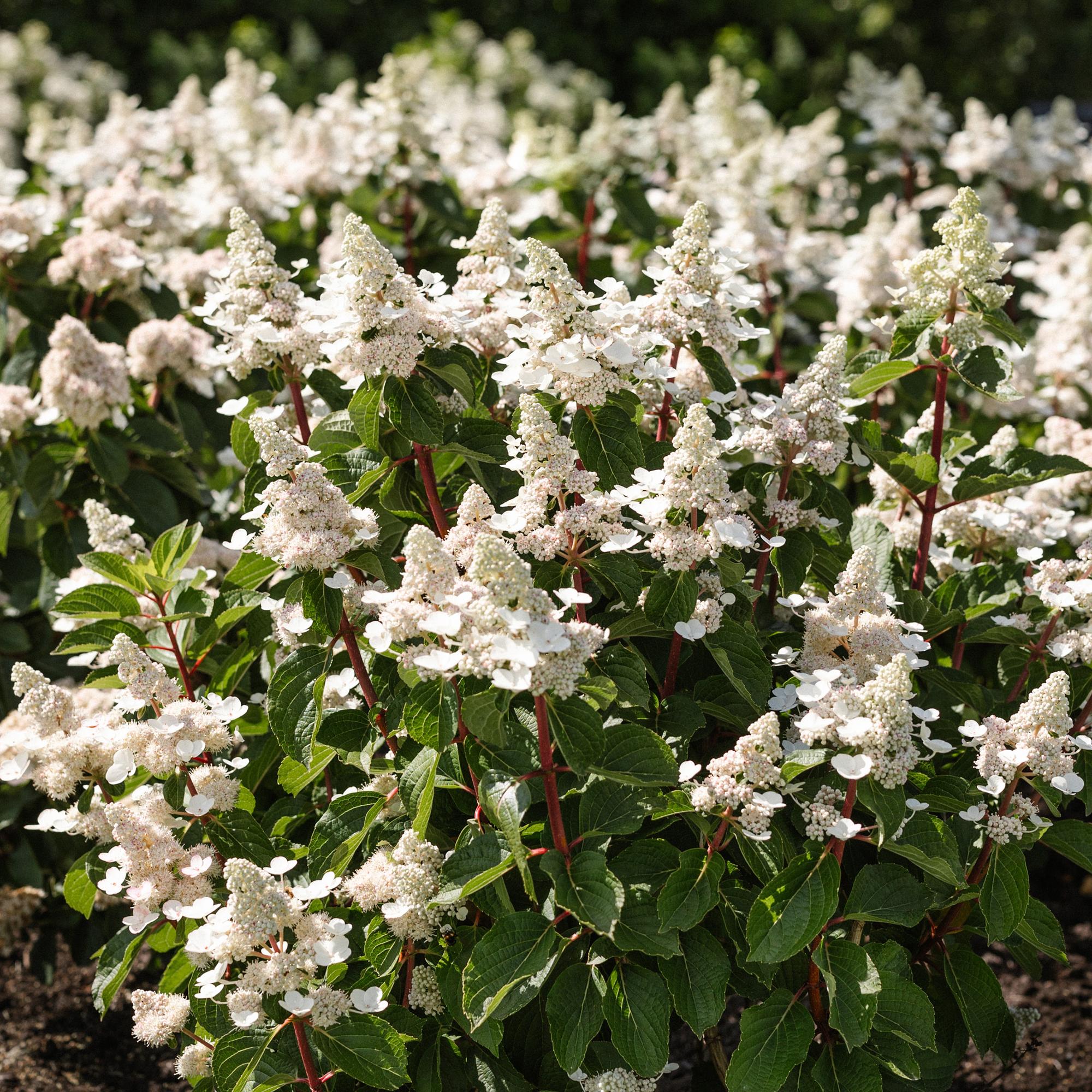 Hydrangea panniculata Living Infinity - Pluimhortensia - Winterhard - Wit - 3 Planten - Pot 12cm - Hoogte Hoogte 20-30cm