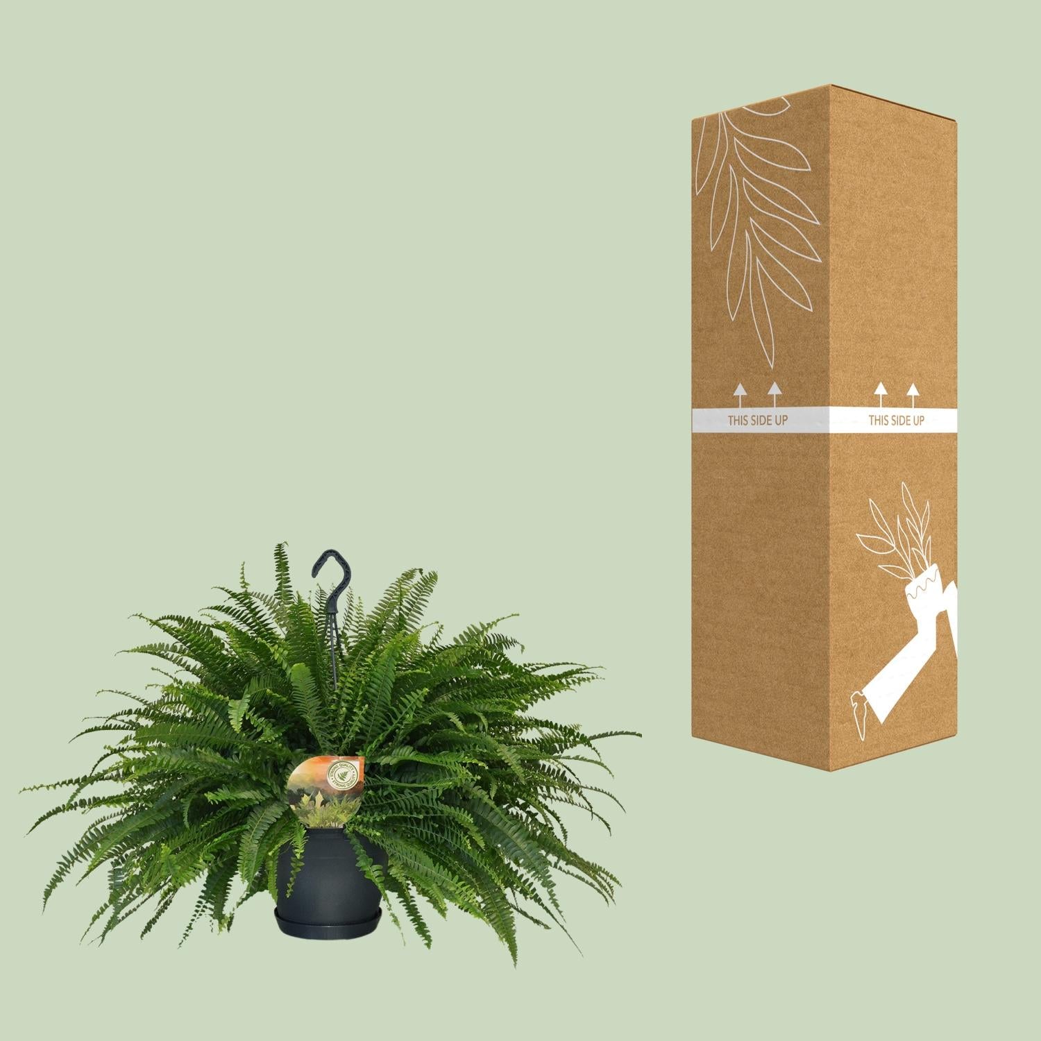 Nephrolepis Dame Verte - Ø20cm - ↕60cm