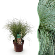 Carex comans Frosted Curls - Groen - 1 Planten - Groenblijvend - Winterhard - Pot 17cm Hoogte 50cm