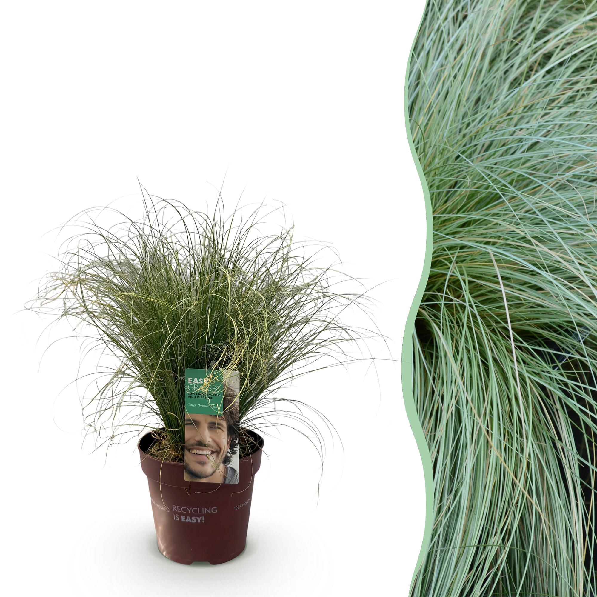 Carex comans Frosted Curls - Groen - 1 Planten - Groenblijvend - Winterhard - Pot 17cm Hoogte 50cm