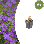 6x Geranium 'Azure Rush' - ↕10-25cm - Ø9cm