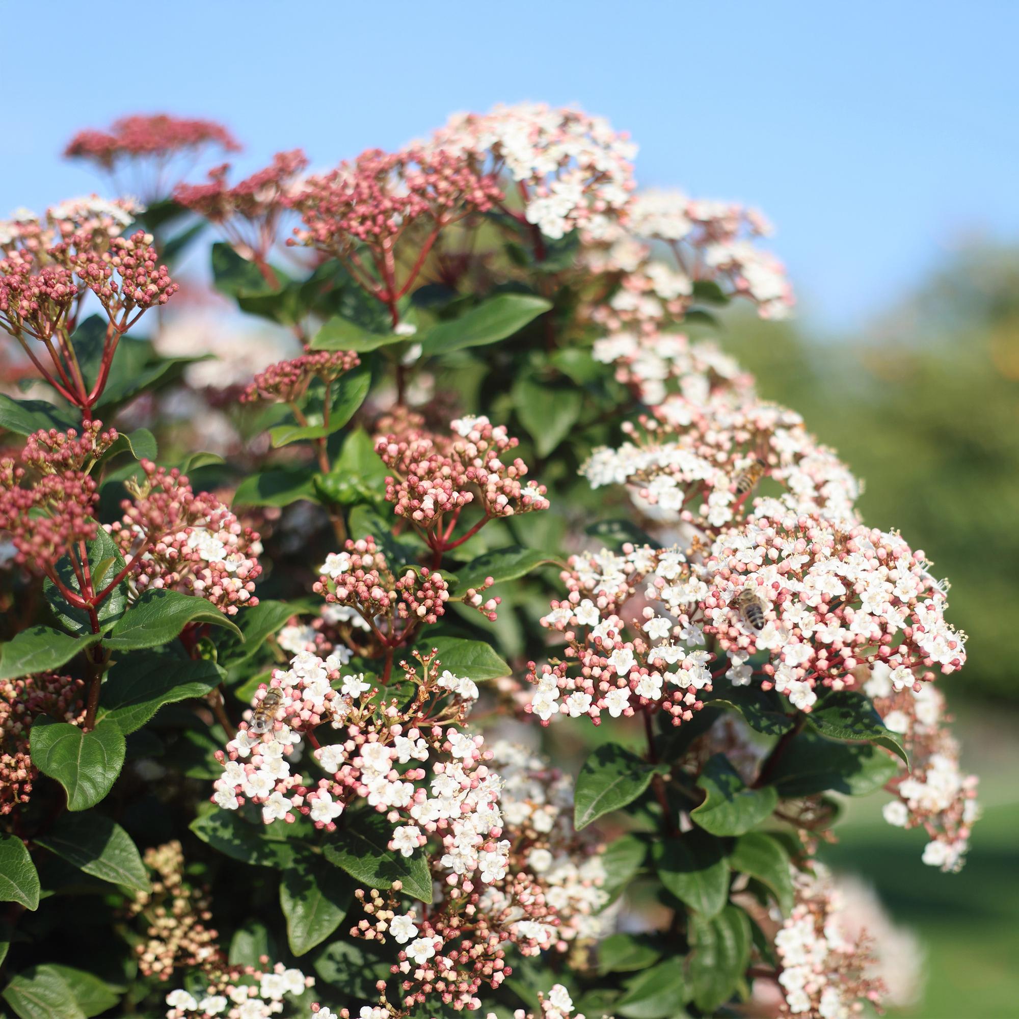 Viburnum tinus - Terras Plant - Bladhoudend - Winterhard - Wit-Roze Bloem - Pot 19cm Hoogte 90cm