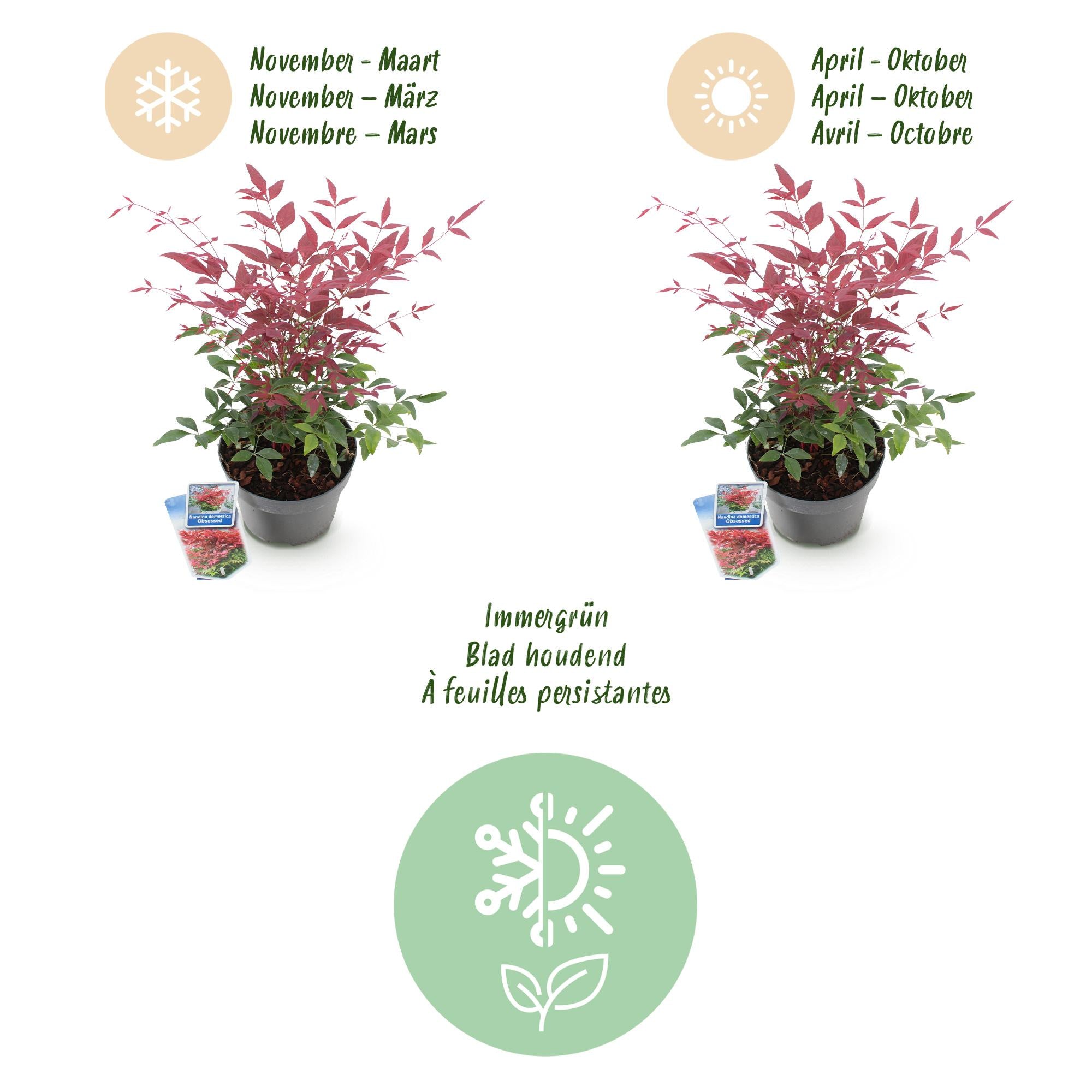 Nandina Obsessed - Rood - 2 Planten - Groenblijvend - Weinig Onderhoud - Pot 17cm Hoogte 45cm