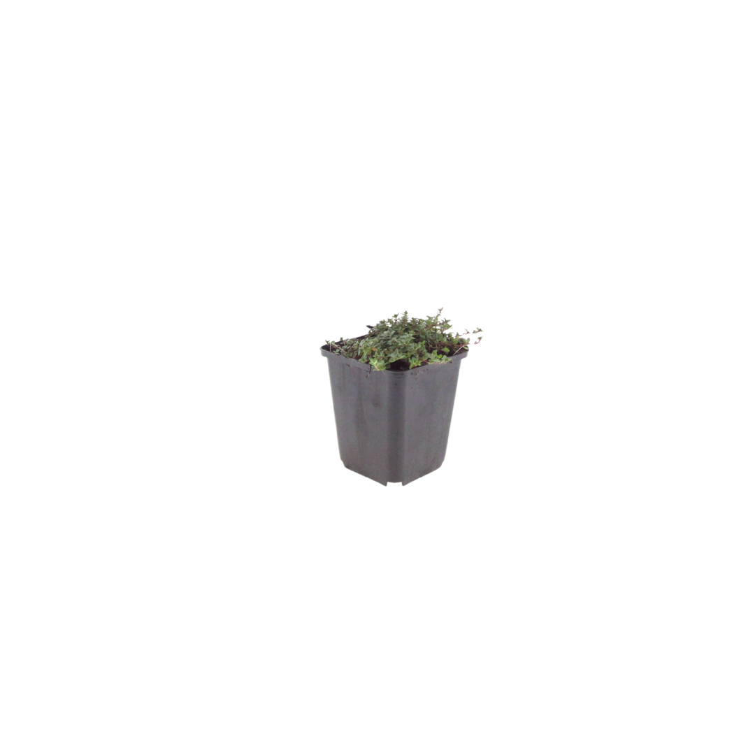 12x Thymus praecox 'Coccineus' - ↕10-25cm - Ø9cm