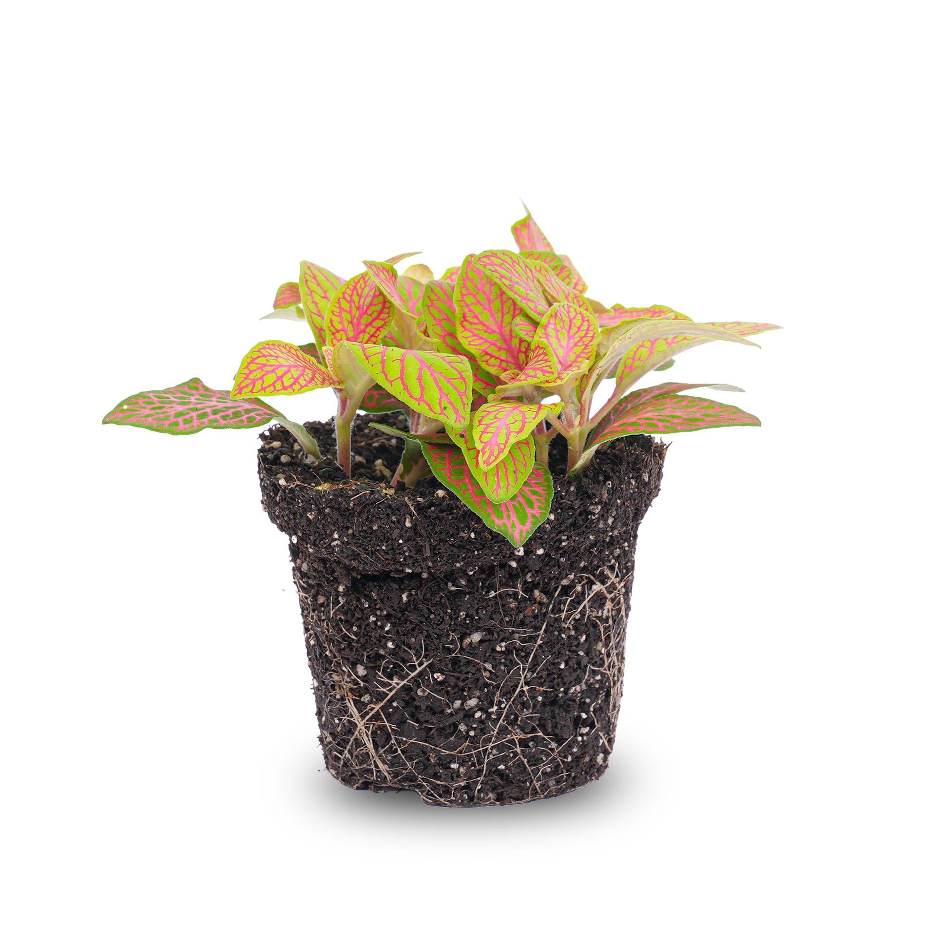 Fittonia Orange - Pink - Ruby Lime - Mosaic Plant - Pot Size 8