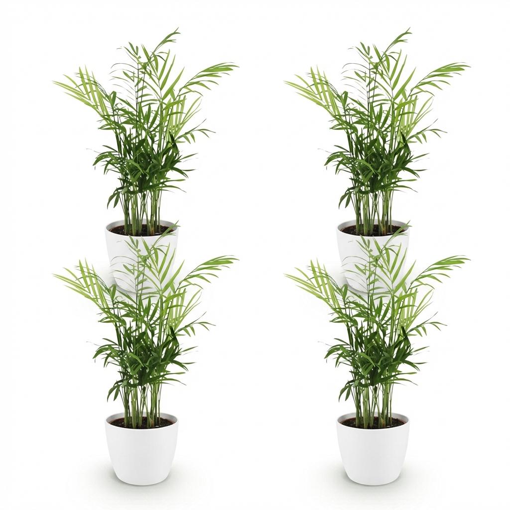 Chamaedorea elegans - Goudpalm - 4 Planten - met Potter Wit - Pot 12cm - Hoogte 15cm