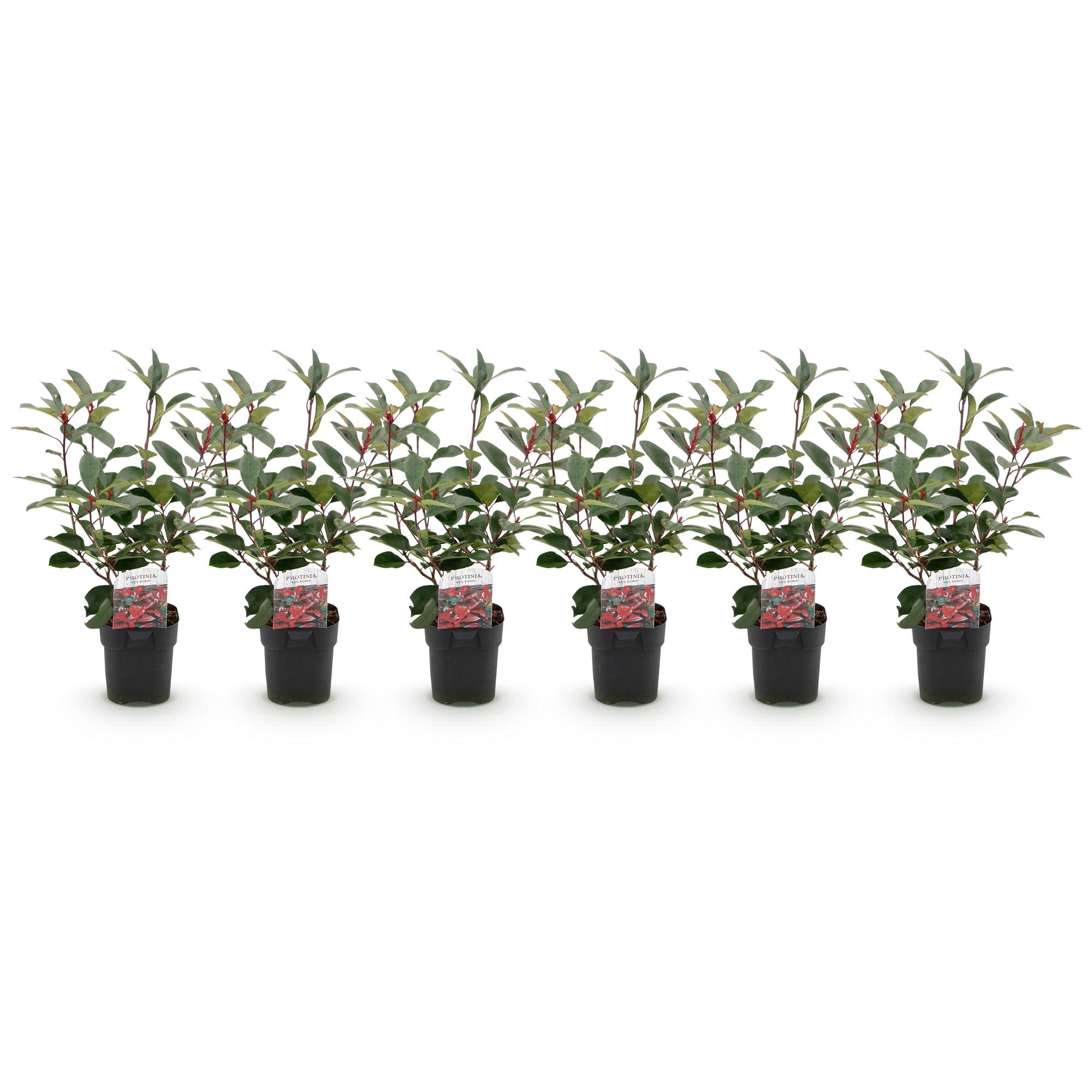 Green boutiQ - Piante da siepe - Photinia fraseri Red Robin - verde rosso - 6 piante - 1 metro lineare - sempreverde - vaso 17cm altezza 50cm