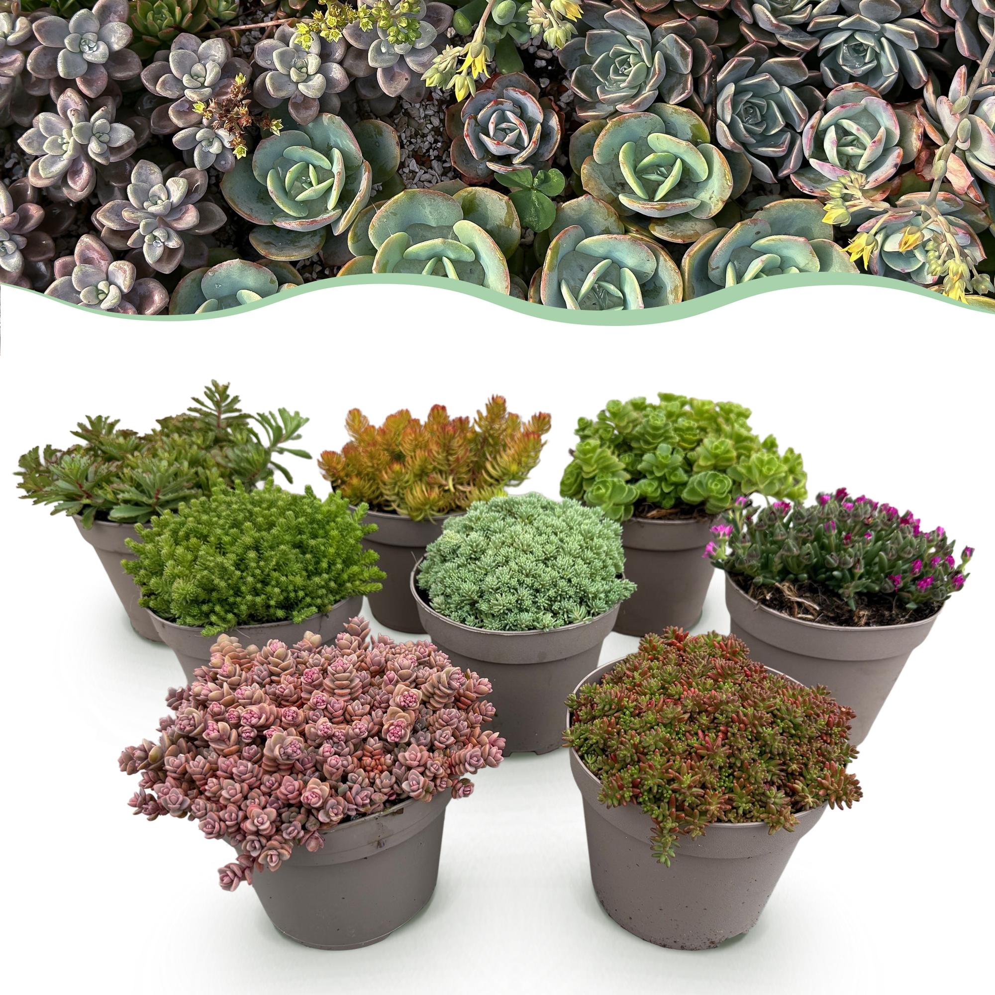 Green boutiQ – Bodendecker – Winterhart – Alpine Mischung – 8 Pflanzen – Verschiedene Farben – Pflegeleicht – Topfgröße 14, Höhe 17