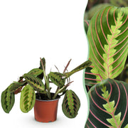 Maranta Fascinator Tricolour - Gebedsplant - Huisdiervriendelijke Plant - Groen - 1 Plant - Pot 12cm - Hoogte 25cm