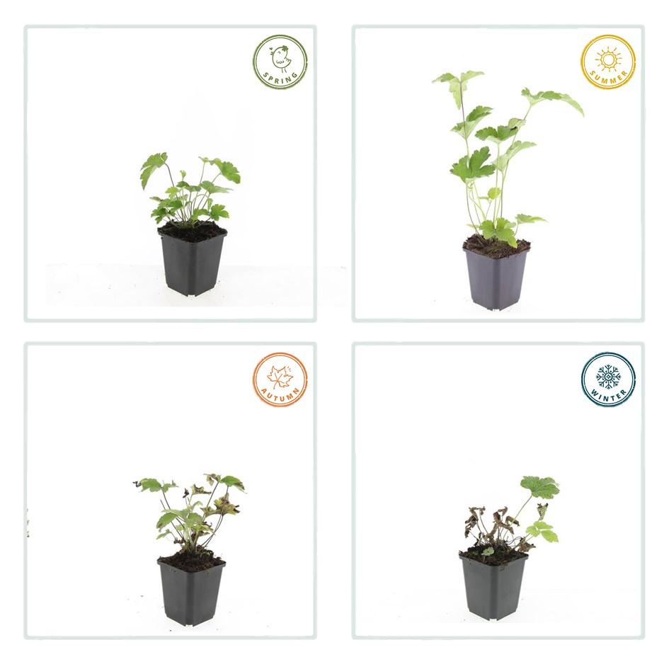 24x Anémone tom. 'Robustissima' - ↕10-25cm - Ø9cm