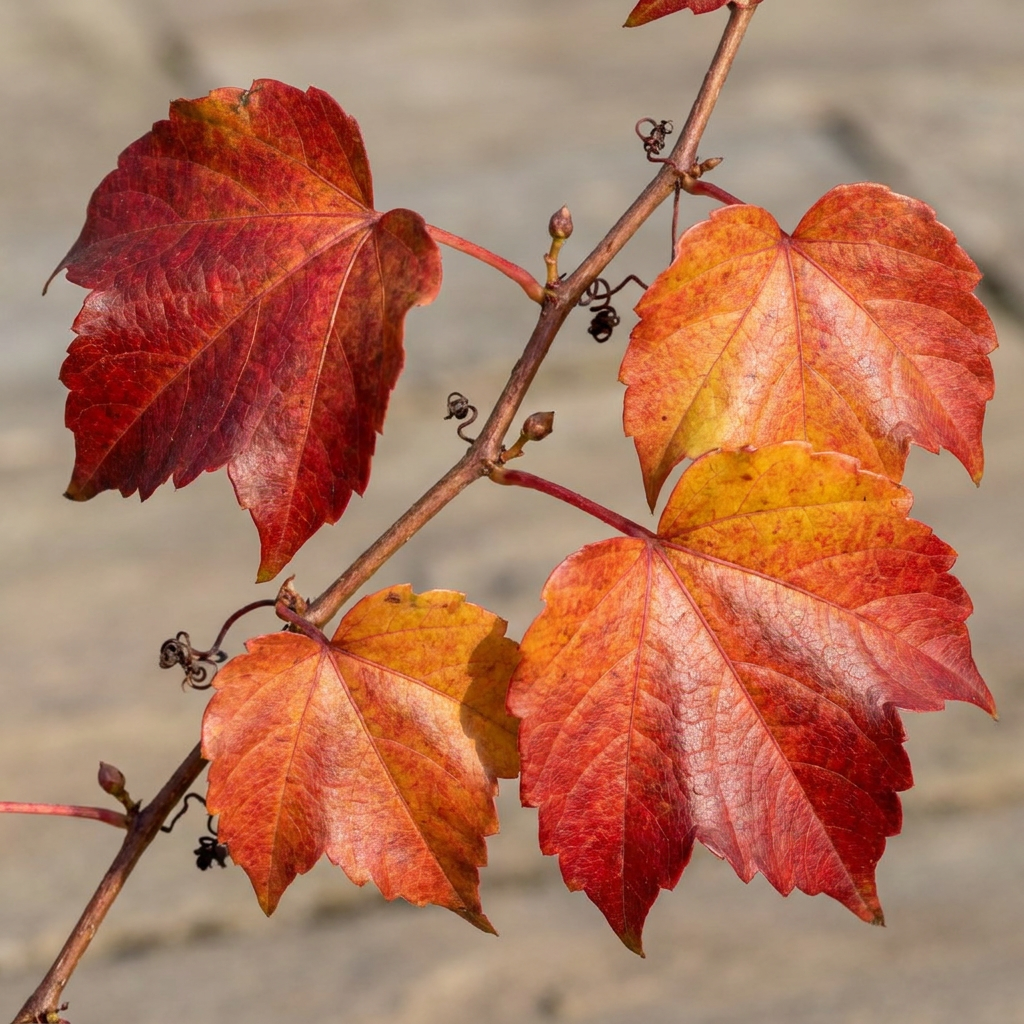 Parthenocissus tr. 'Veitchii Boskoop' - Wilde wingerd - Geel - Groen - Klimplant - Ø9cm - ↕35cm
