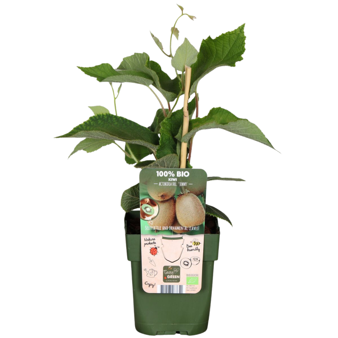 6 Bio-Kiwipflanzen – Ø 13 cm – ↨ 20 cm