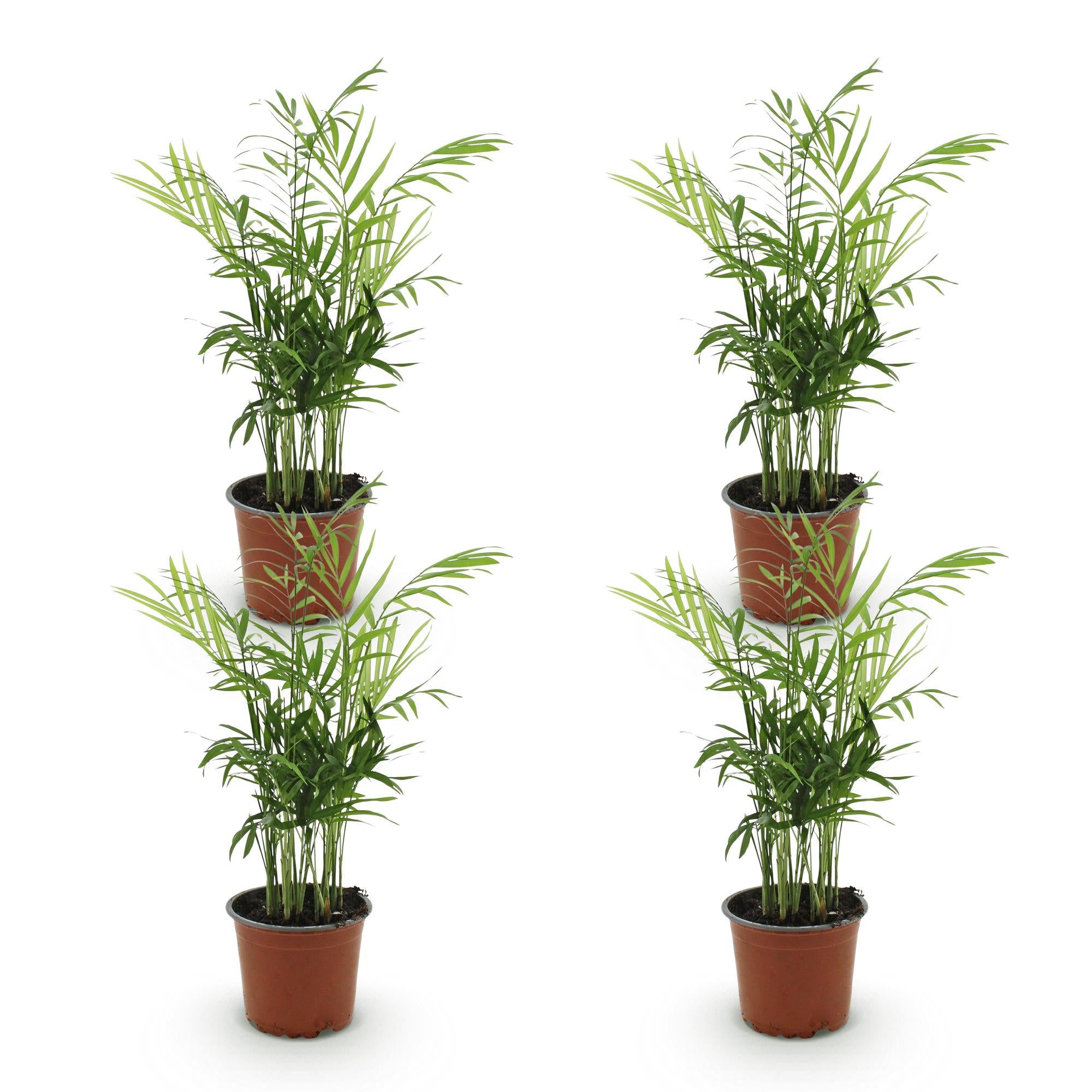 Chamaedorea elegans - Goudpalm - Huisdiervriendelijk - Groen - 4 Planten - Pot 12cm - Hoogte 35-40cm